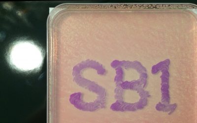 Let’s Paint Featured Image Course 3: Let’s Paint with Bacteria